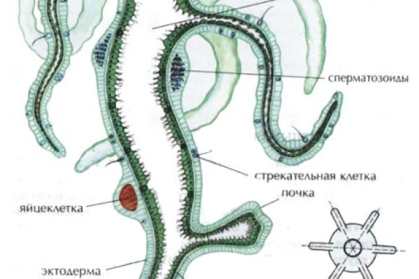 Ссылка на кракен в тор браузере